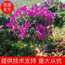 【三角梅】云南紫三角梅整体高度一米多花期有280天四开花