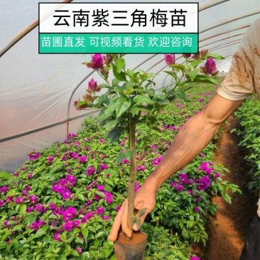 【三角梅苗】云南紫三角梅苗常年供应杆子高度四十分