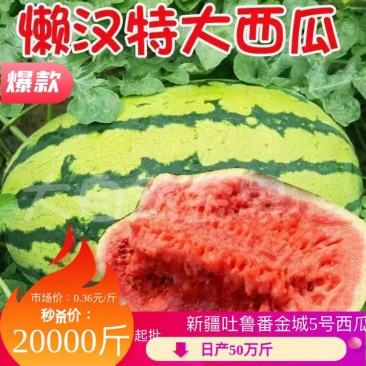 【新疆吐鲁番西瓜】金城5号西瓜。日产20万斤