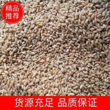 小麦汉中优质小麦质量优。一手货源，欢迎新老客户接洽。