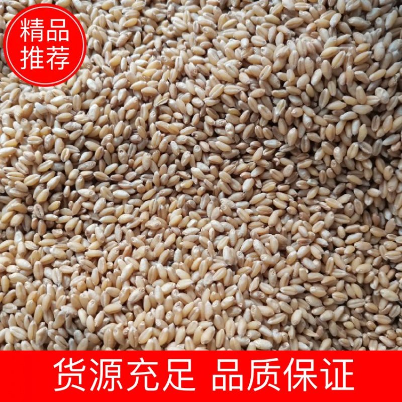 小麦汉中优质小麦质量优。一手货源，欢迎新老客户接洽。