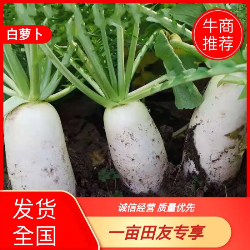 湖北高山精品大白萝卜皮薄脆甜基地直供货源充足