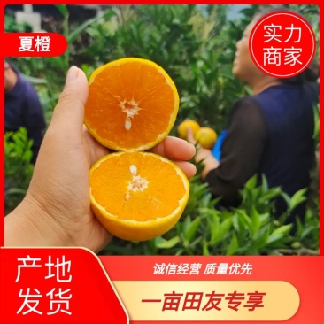 精品秭归夏橙挂树鲜果产地直发酸甜多汁新鲜上市