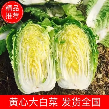 湖北高山生态大白菜黄心脆甜支持视频看货全国发货质量保证