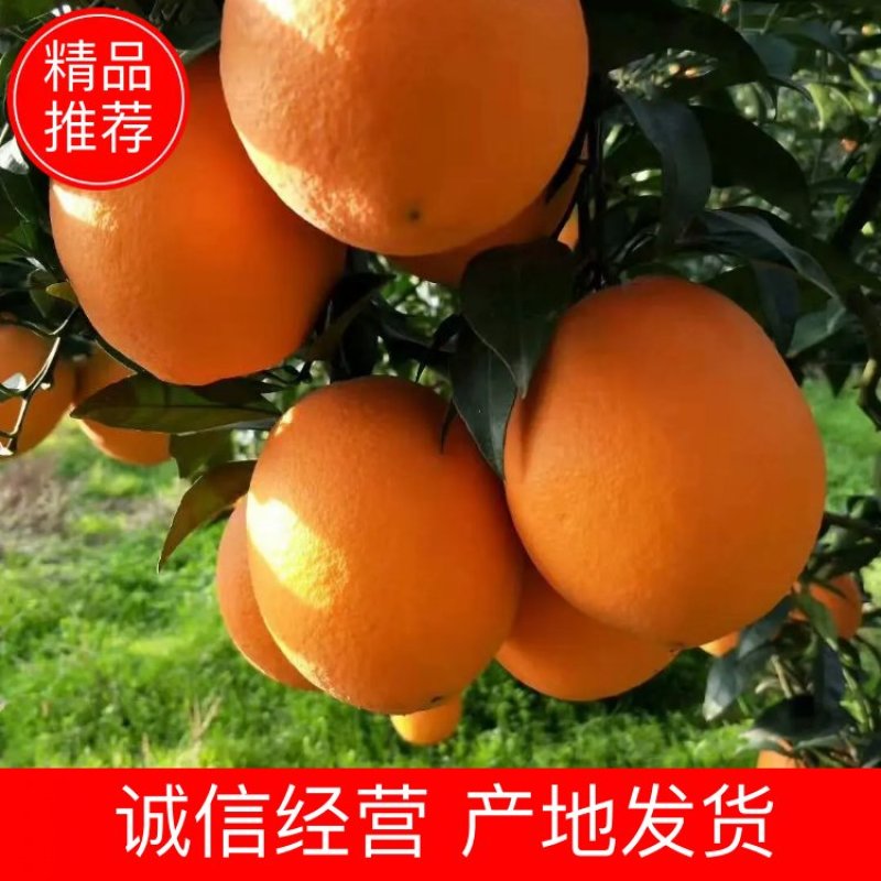 个大纯甜纽荷尔脐橙秭归脐橙长红产地直销专业代办代发