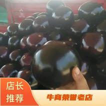 【推荐】精品圆茄紫光圆茄大量上市全国欢迎来电订购