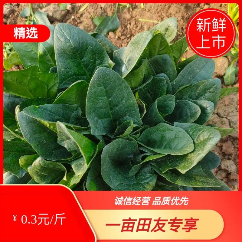 河南焦作一手货源菠菜新鲜翠绿，对接全国欢迎采购热卖中