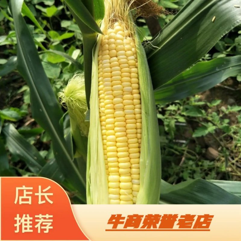 农家玉米，颗粒饱满，量大品优。欢迎洽谈