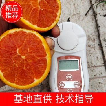 中华红橙血橙红肉红心橙子脐橙视频看货产地直发