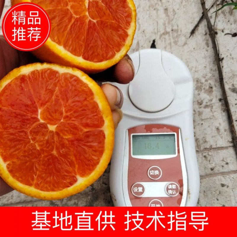 中华红橙血橙红肉红心橙子脐橙视频看货产地直发