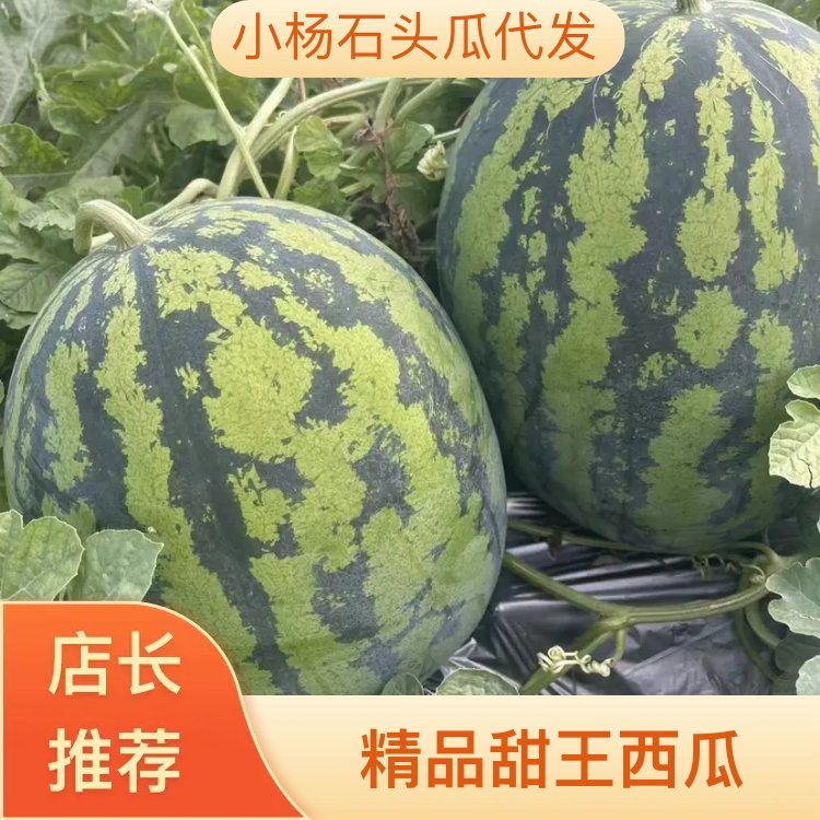 [甜王西瓜批发]宁夏中卫沙坡头区西瓜 0.80元/斤甜王西瓜个头 _ 一亩田