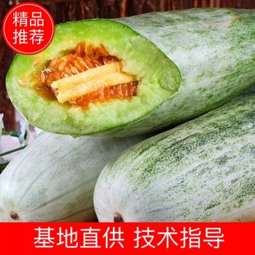 《牛》沧州青县羊角蜜甜瓜，博洋九号！61，91，白糖罐！