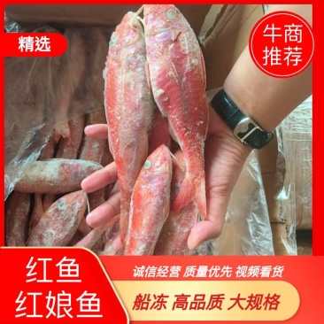 【红娘鱼】红鱼船冻大规格100/300急冻速冻品质好