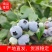 青岛蓝莓绿宝石蓝莓种植货源充足诚信经营可视频看货