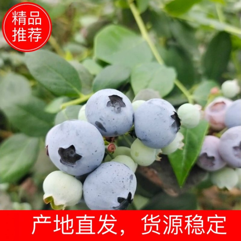 青岛蓝莓绿宝石蓝莓种植货源充足诚信经营可视频看货