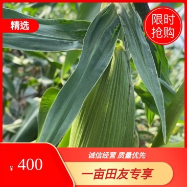 水果玉米