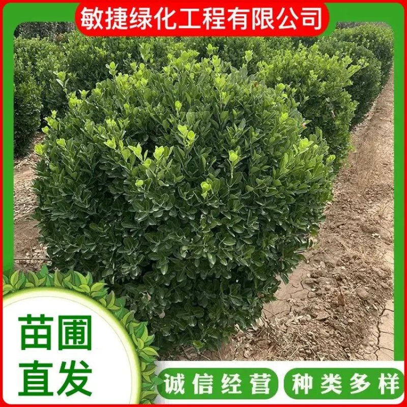 江苏宿迁大叶冬青苗冬青球绿化工程四季常青绿篱带土球