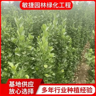 北海道黄杨绿化用苗适应性强易生长耐寒耐旱苗圃直供