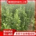 北海道黄杨绿化用苗适应性强易生长耐寒耐旱苗圃直供
