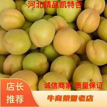 【热卖中】凯特杏菜籽黄金太阳杏大量成熟上市货源充足品质保证
