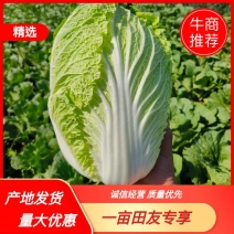 张北精品矮颗黄心大白菜，无花边，不起苔，外表绿，产地直发