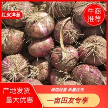 河北红皮二红洋葱产地发货保质保量一手货源，货源充足