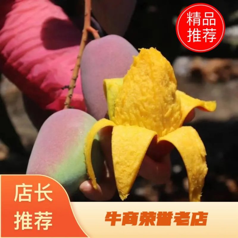 芒果苗广西红贵妃芒果苗基地直销包存活假一罚十