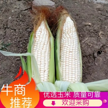 甜玉米热卖中欢迎来产地市场看货品质上乘也支持视频看货