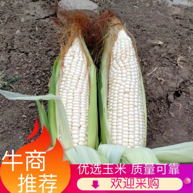 甜玉米热卖中欢迎来产地市场看货品质上乘也支持视频看货