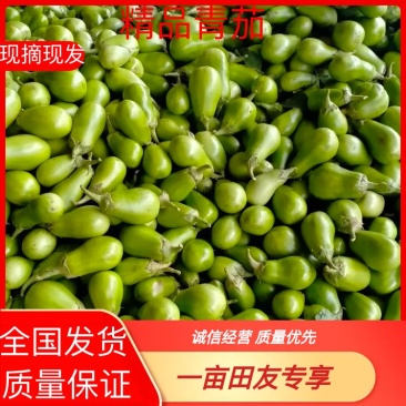新野青茄子上市对接个大市场商超按需保证货源稳定欢迎来电