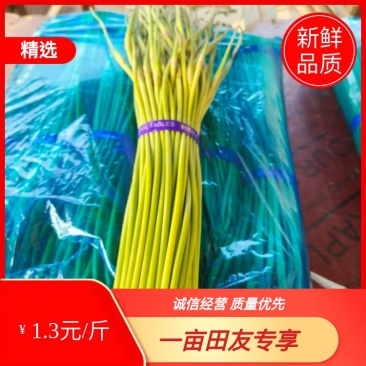 精品红帽蒜苔开封蒜苔大量现货供应产地直发