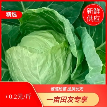 精品墨玉50甘蓝产地直发品质保证对接各类客户