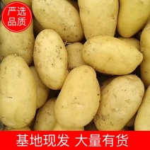 荷兰十五土豆黄心土豆河南土豆可视频看货规格齐全