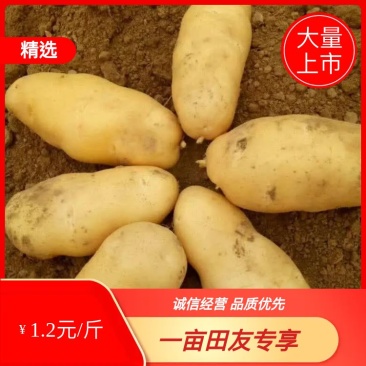 土豆黄心土豆大量供应欢迎前来客商前来订购