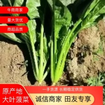 内蒙大叶菠菜大量上市产地直发，欢迎老板来电咨询选购