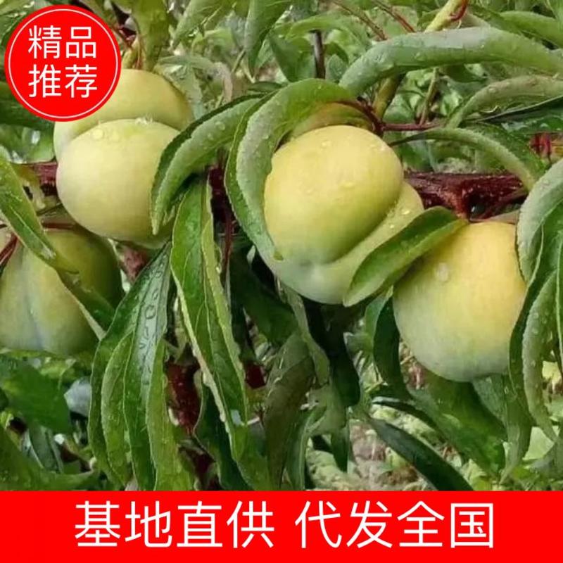 （牛商推荐）六马蜂糖李全国代发市场档口电商