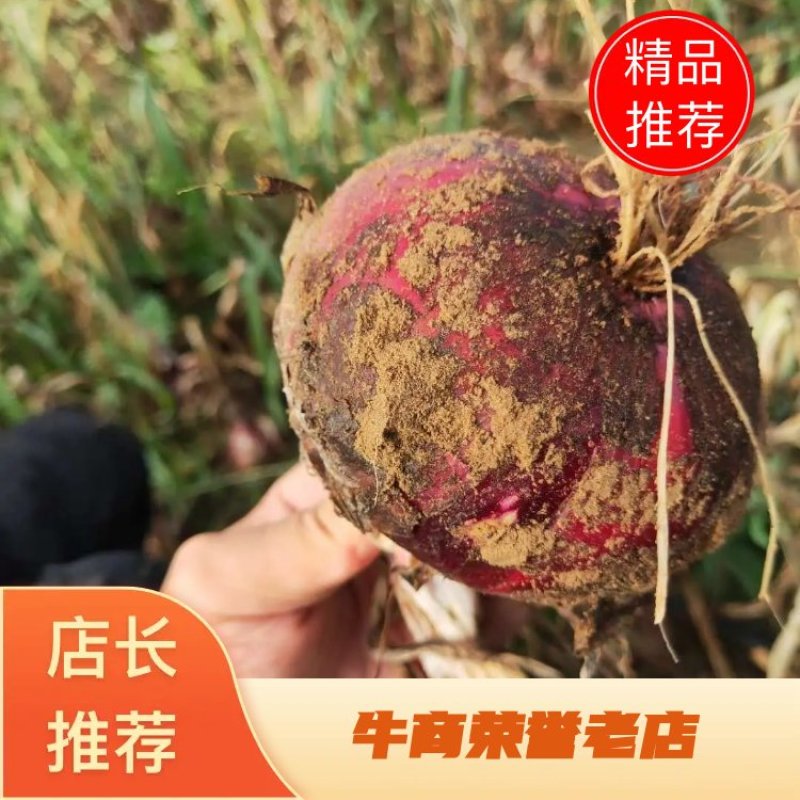 陕北榆林定边精品洋葱大量出库，价格便宜，