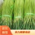 【精品蒜苔】河南红帽蒜苔干苔不加水，代收代发袋储存，