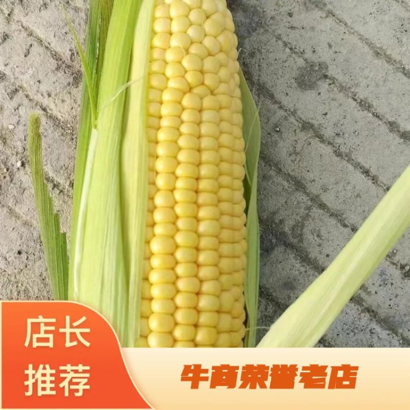 【推荐】水果玉米，太阳花，甜玉米，接全国客商