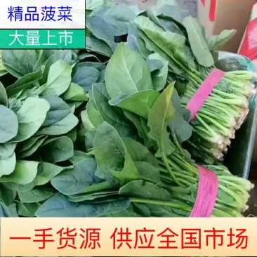 菠菜大叶菠菜南通产地一手货源基地直发对接全国