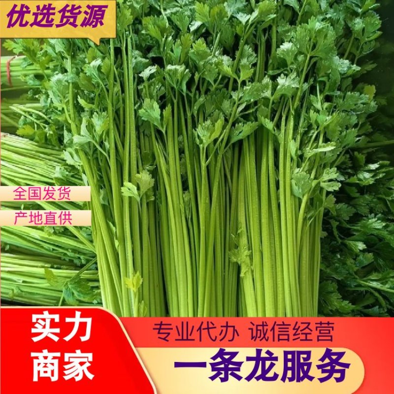 芹菜小香芹脆爽无丝香味浓郁新鲜发货对接全国各地