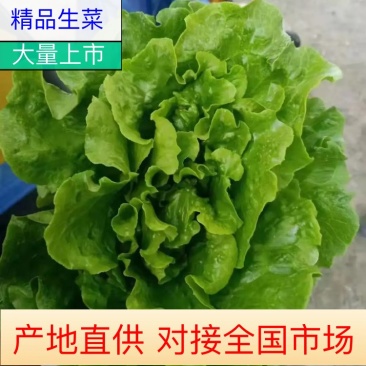 生菜大量货源产地直销欢迎致电订购量大从优