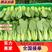 上海青货源充足农户直发青菜新鲜货源大量有货中