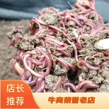 【蚯蚓】基地发货价格优惠品质保证货源充足