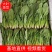 【精品菠菜】基地直供一手货源，大量供应中，欢迎选购