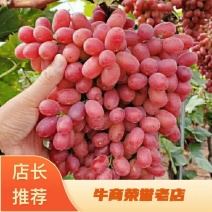 四川克伦生葡萄大量新鲜供应，产地现发粒大饱满口感超甜