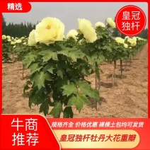 皇冠独杆大花牡丹品质好提供技术指导