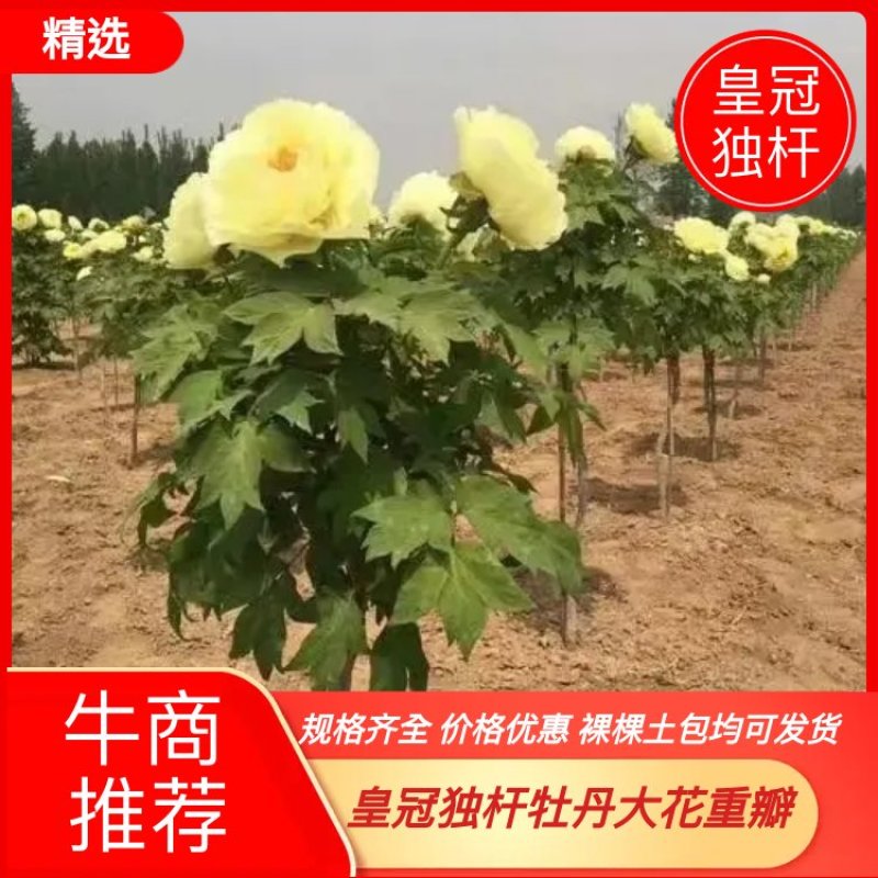 皇冠独杆大花牡丹品质好提供技术指导