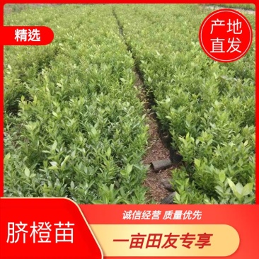 【千亩基地】优质脐橙苗品质优良，承接电商欢迎洽谈