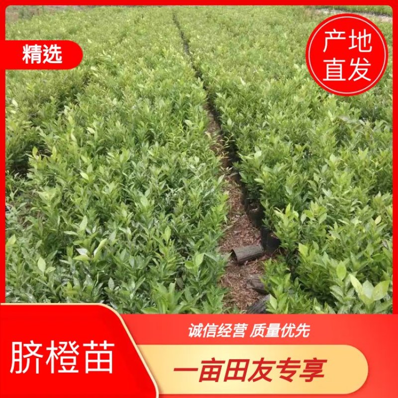 【千亩基地】优质脐橙苗品质优良，承接电商欢迎洽谈